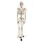 Supertek Human Skeleton Model with Key, 34in. B12409-S3 - alternate 1